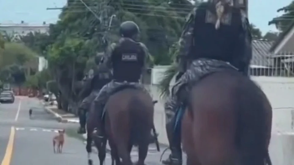 Cadela caramelo chama atenção ao ‘conduzir’ tropa da cavalaria da PM em Manaus