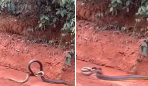 VÍDEO: cobra de 2 metros é flagrada devorando outra serpente em MT
