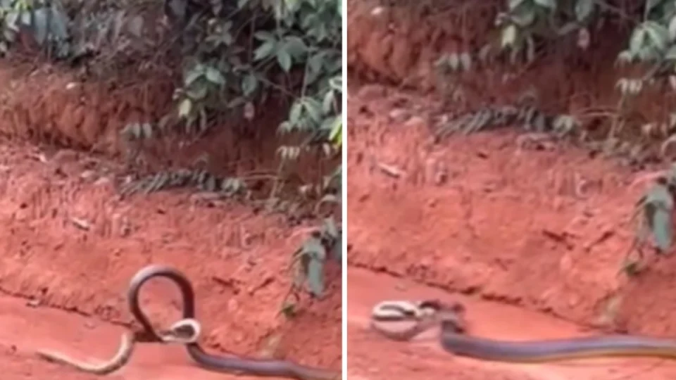 VÍDEO: cobra de 2 metros é flagrada devorando outra serpente em MT