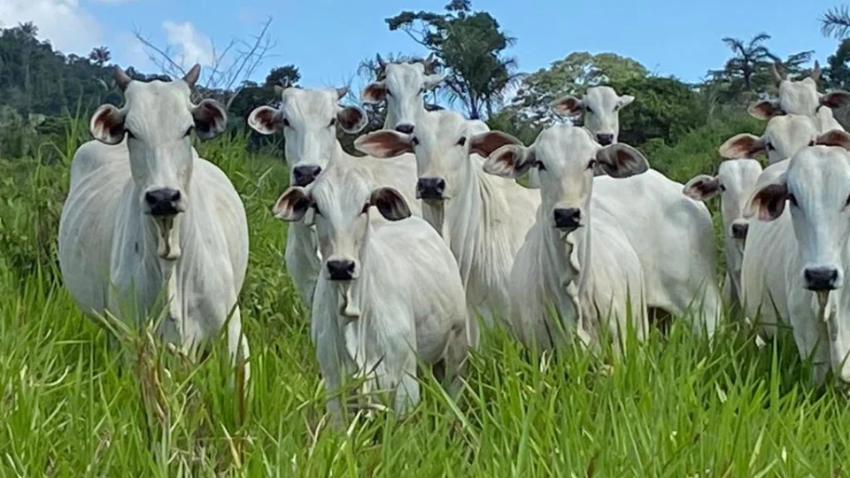 Febre aftosa: Aderr prorroga prazo de notificação da vacinação em Roraima
