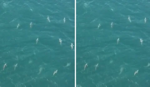 VÍDEO: homem flagra mais de 100 tubarões juntos e gravação viraliza