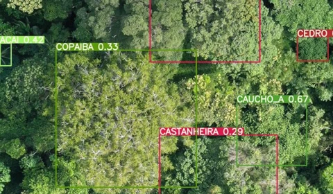 Sistema de IA reconhece espécies florestais comerciais na Amazônia