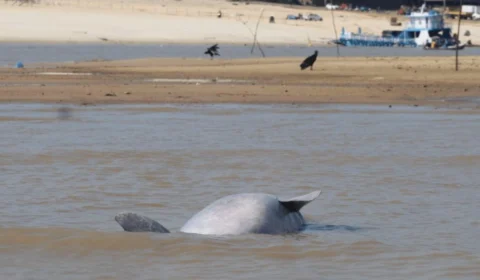 Expedição verifica saúde de botos após seca extrema de 2023