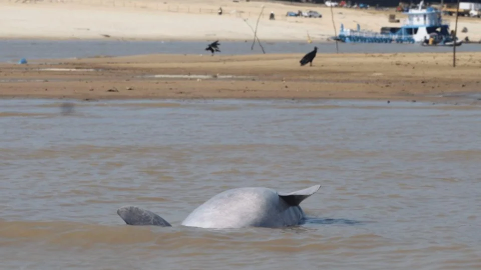 Expedição verifica saúde de botos após seca extrema de 2023