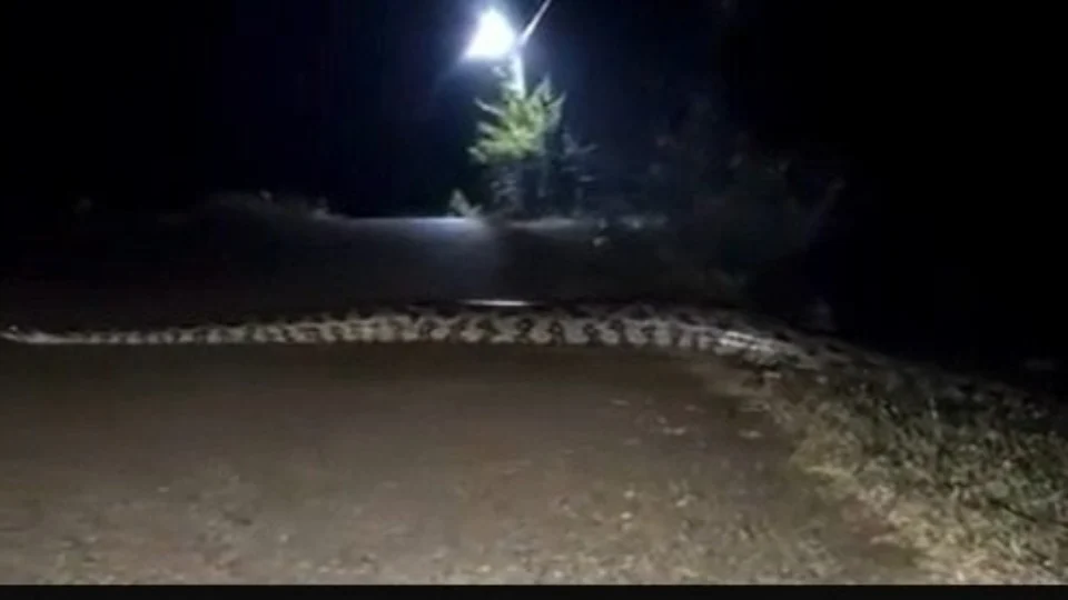 VÍDEO: sucuri gigante ‘interdita’ estrada no AM