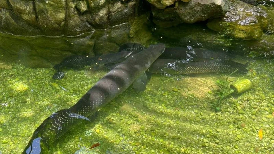 No Pará, 22 animais silvestres mantidos como atração são resgatados
