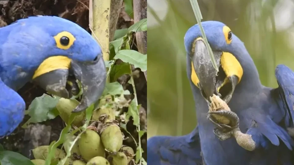 VÍDEO: fotógrafo registra arara azul se alimentando no Pantanal e gravação impressiona