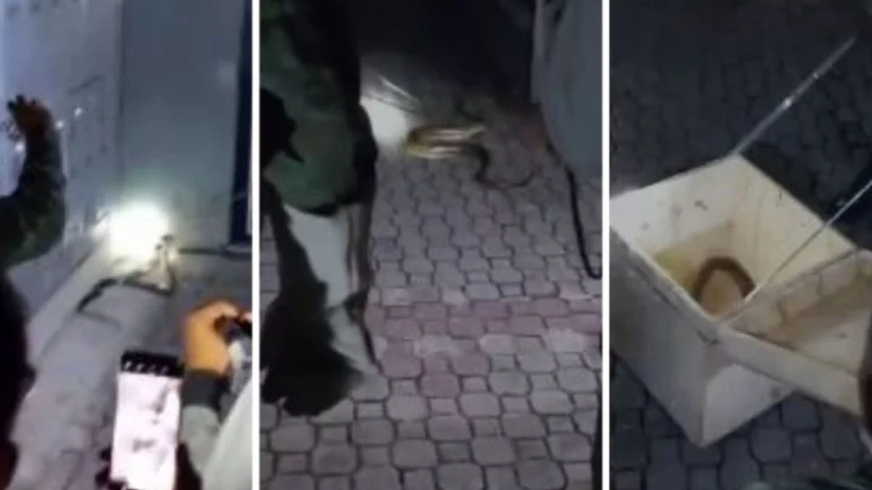 Cobra faz visita a moradores do Tarumã em Manaus e vídeo viraliza