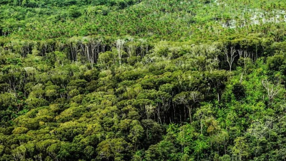 Pará: alertas de desmatamento no estado caem 59% em março, diz INPE