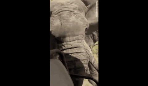 VÍDEO: idosa morre durante ataque de elefante em um safári na África
