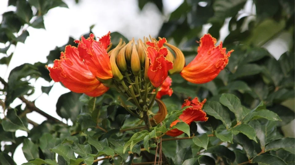 Você conhece a ‘árvore assassina’? Cidade manda cortar e proíbe o plantio