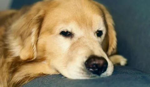 Morte do cão Joca: especialistas de Roraima alertam para transporte aéreo de animais