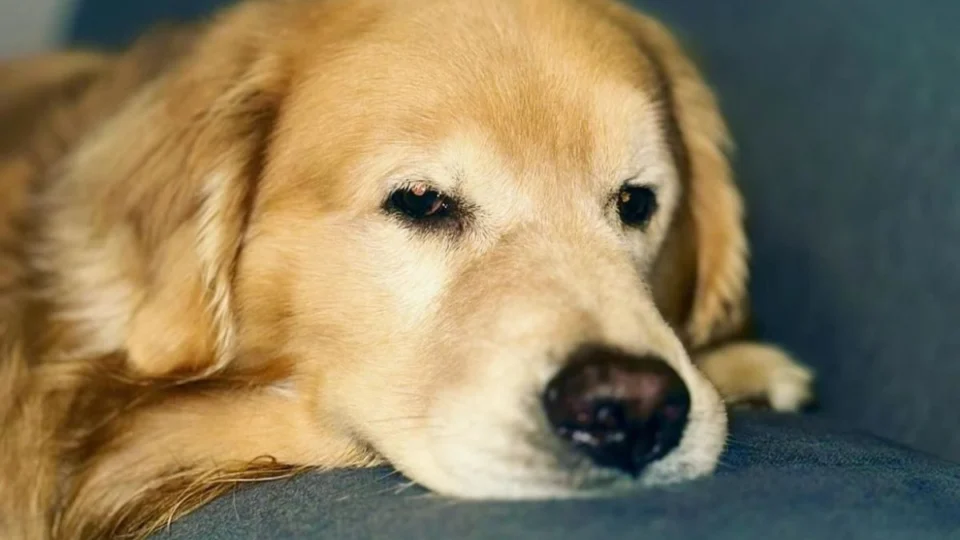 Câmara aprova transporte de pets nas cabines de aviões; veja condições