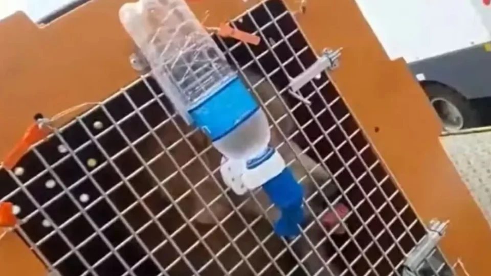 Imagens inéditas mostram cachorro Joca chegando com vida em Fortaleza
