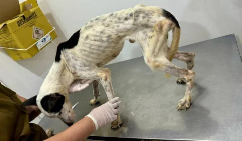 VÍDEO: Polícia encontra cachorros em estado crítico e prende mulheres por maus-tratos