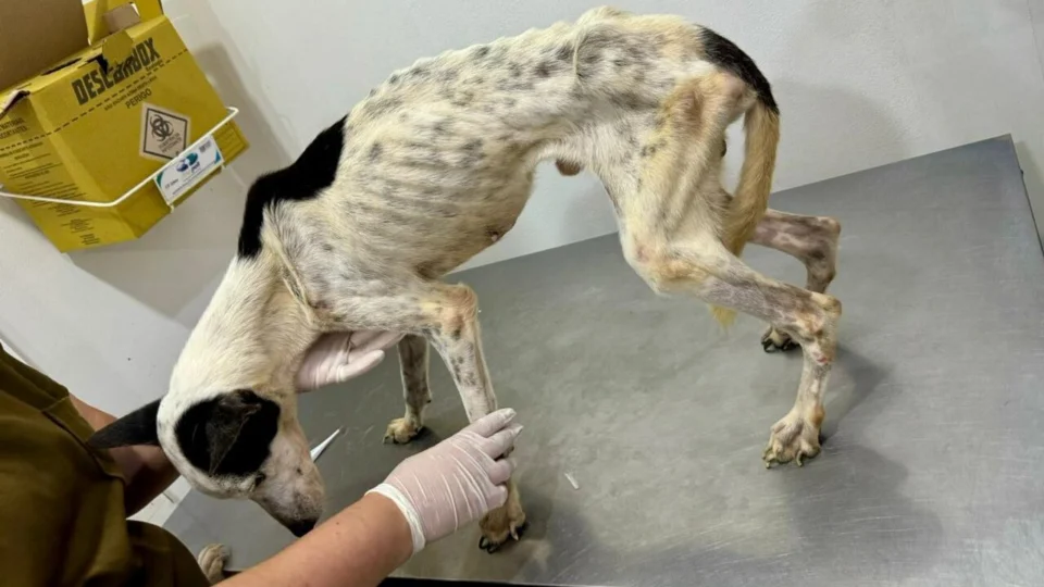 VÍDEO: Polícia encontra cachorros em estado crítico e prende mulheres por maus-tratos