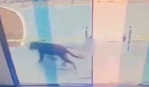 Onças-pintadas ‘visitam’ posto de saúde no Amazonas