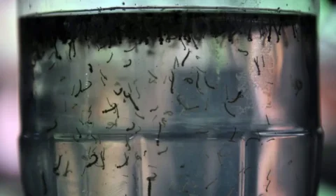Números de dengue, oropouche e mayaro sobem em Manaus