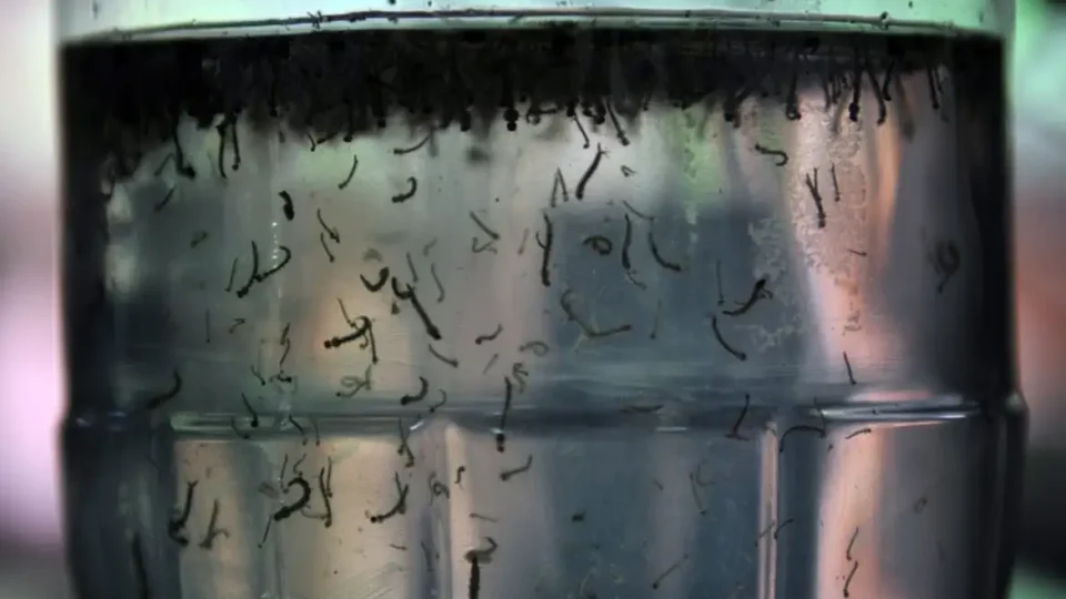 Números de dengue, oropouche e mayaro sobem em Manaus