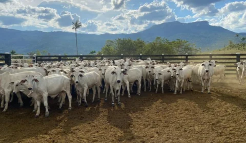 Produtores rurais de Roraima podem renegociar dívidas até 31 de maio