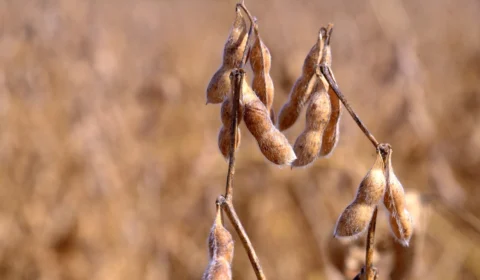 Soja em Roraima: projeções para a colheita são positivas em 2024