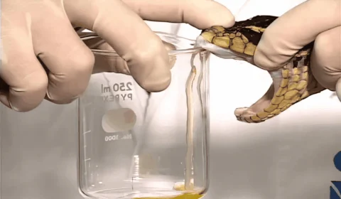 Distribuição de soro antiofídico em terras indígenas é alterada