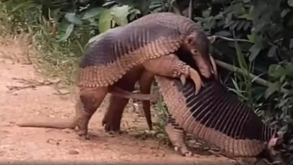 ‘Engenheiro de ecossistema’, tatu-canastra está na lista de extinção; veja vídeo raro de acasalamento