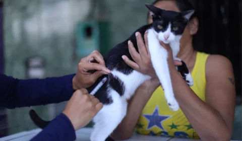 Zoonoses de Manaus inicia campanha de vacina anti-raiva em cães e gatos; veja local