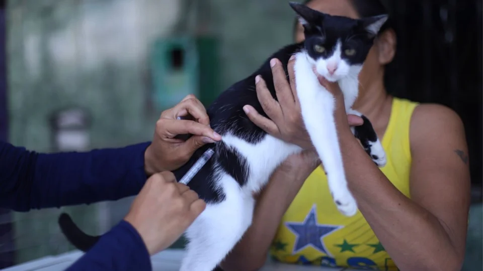 Zoonoses de Manaus inicia campanha de vacina anti-raiva em cães e gatos; veja local