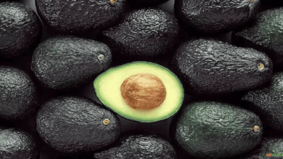 Receita fácil: chá de caroço de abacate; conheça os benefícios e aprenda a preparar