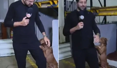 Repórter do SBT adota cachorro que abraçou sua perna ao vivo no RS