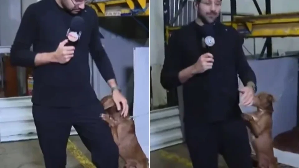 Repórter do SBT adota cachorro que abraçou sua perna ao vivo no RS