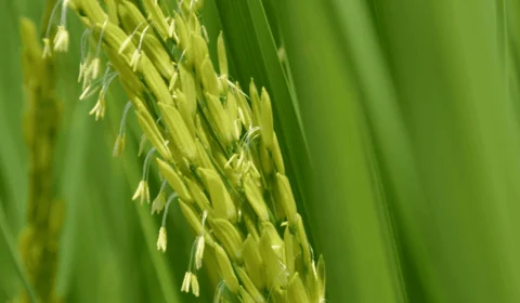 Após estragos no RS, um milhão de toneladas de arroz serão adquiridos