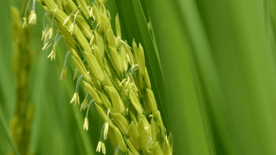 Após estragos no RS, um milhão de toneladas de arroz serão adquiridos