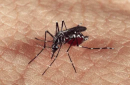 MPAC exige ações urgentes contra dengue em Tarauacá com multa em caso de descumprimento