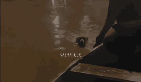 VÍDEO: pai e filha salvam cachorro da enchente no RS