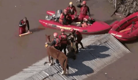 VÍDEO: Cavalo caramelo é resgatado após ficar cinco dias ilhado no RS