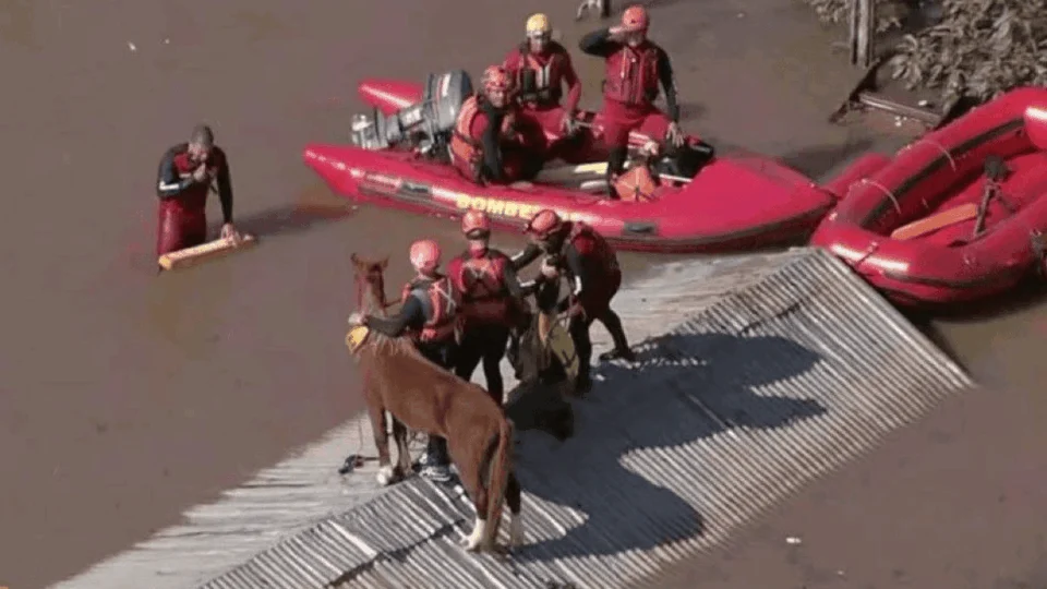 VÍDEO: Cavalo caramelo é resgatado após ficar cinco dias ilhado no RS