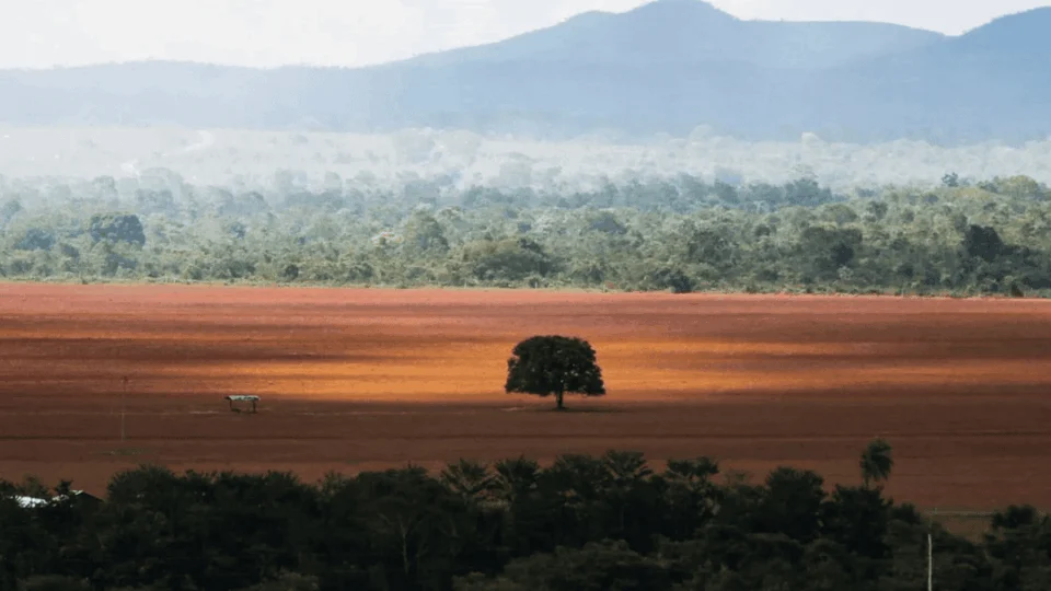 Cerrado supera Amazônia e se torna bioma mais desmatado do Brasil
