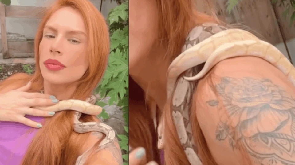 Cobras de Djidja seriam estranguladas em rituais de seita