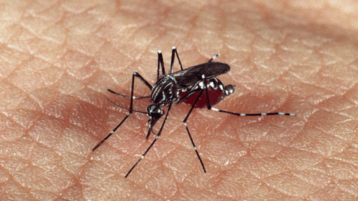 Dengue