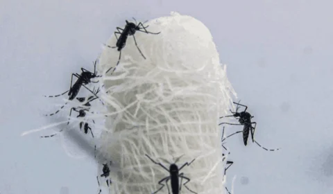 Casos de dengue mais que triplicam no Brasil em relação a 2023