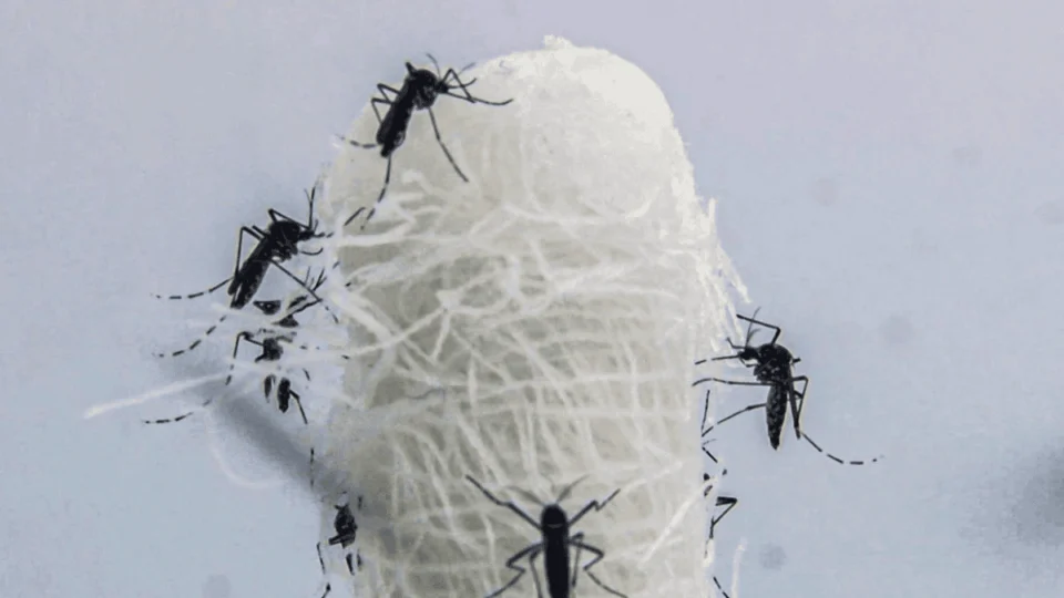 Casos de dengue mais que triplicam no Brasil em relação a 2023