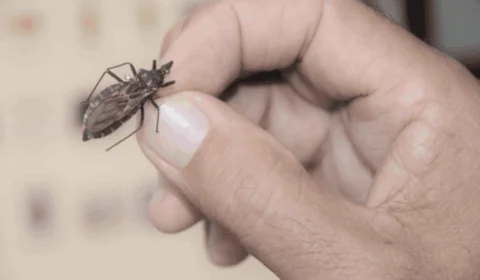 Amazonas é o terceiro estado com mais casos de doença de Chagas
