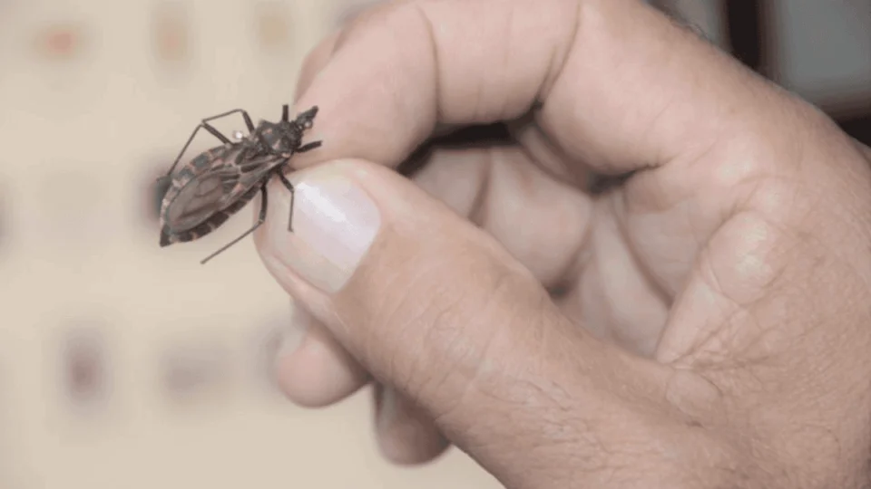 Amazonas é o terceiro estado com mais casos de doença de Chagas