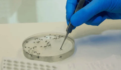 Casos de febre oropouche se espalham pelo Brasil e AM lidera números