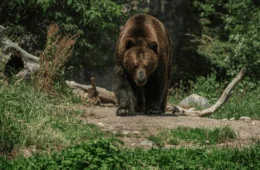 Homem morre em ataque de urso e policiais ficam feridos no Japão