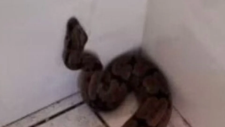 Jiboia sai de lugar inusitado dentro de uma casa em Goiás e precisa de resgate