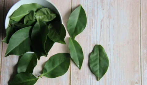 Ora-pro-nóbis: o que acontece se comer todos os dias? Descubra