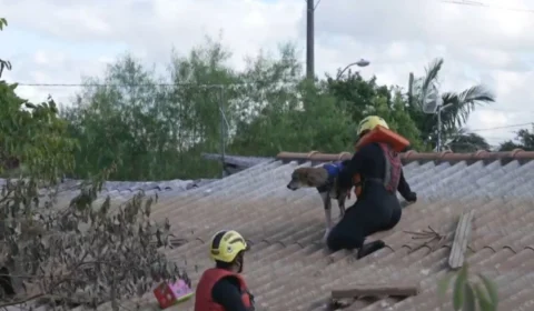 VÍDEO: voluntário chora ao encontrar seu próprio cãozinho ilhado no RS; assista